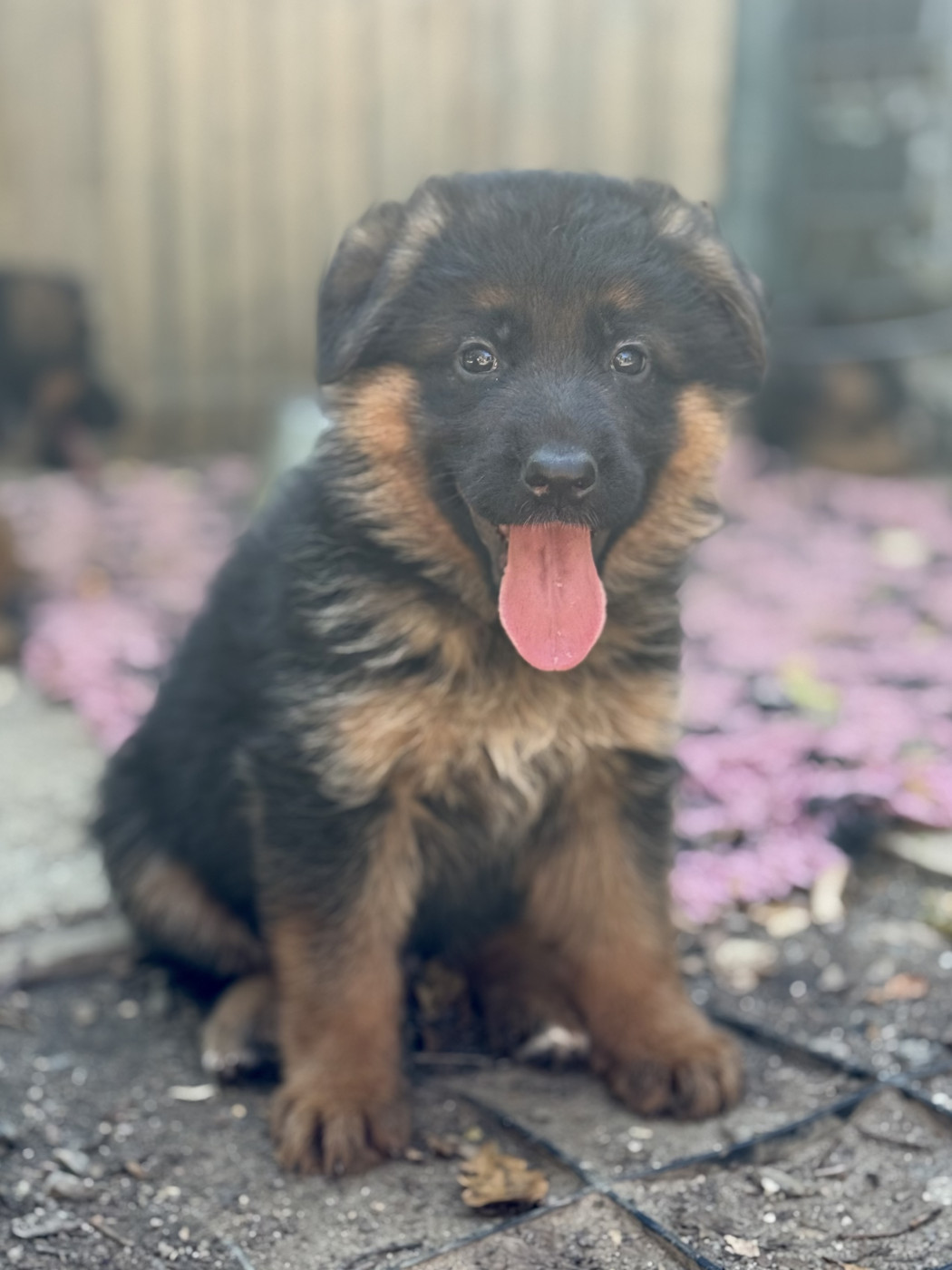 Du val de la petite creuse - Chiots disponibles - Berger Allemand