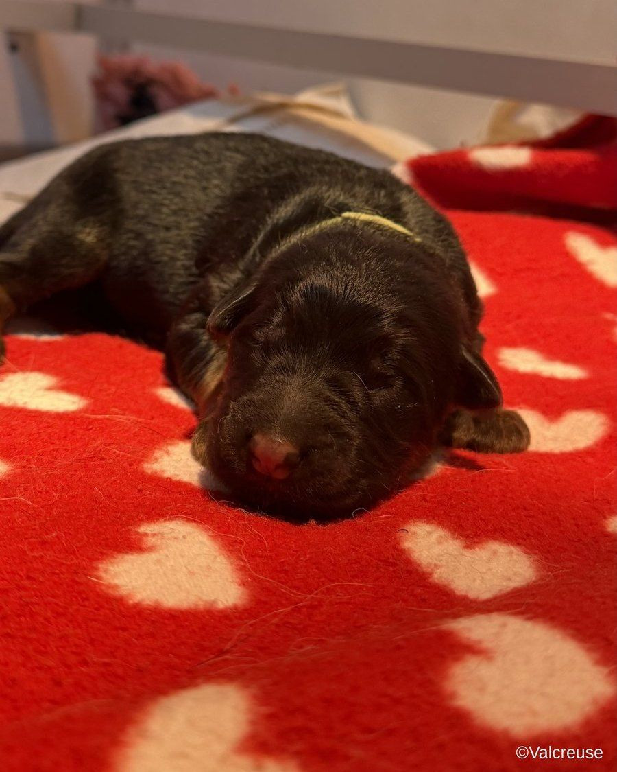 Du val de la petite creuse - Chiots disponibles - Berger Allemand