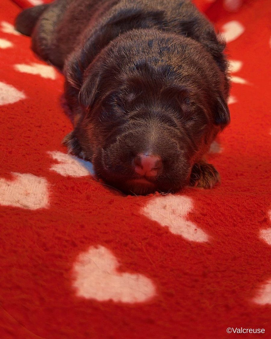 Du val de la petite creuse - Chiots disponibles - Berger Allemand