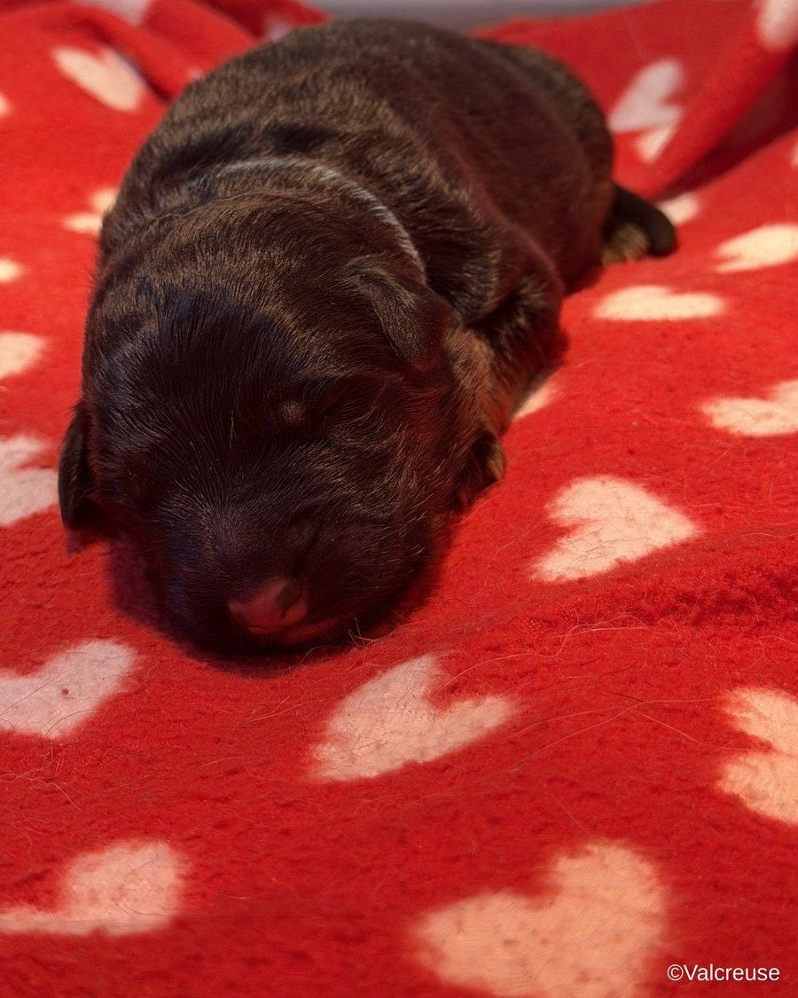 Du val de la petite creuse - Chiots disponibles - Berger Allemand