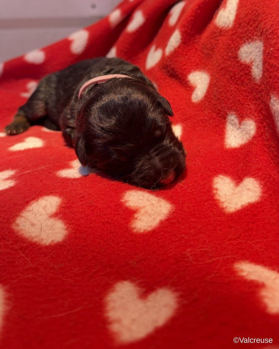 Du val de la petite creuse - Chiots disponibles - Berger Allemand