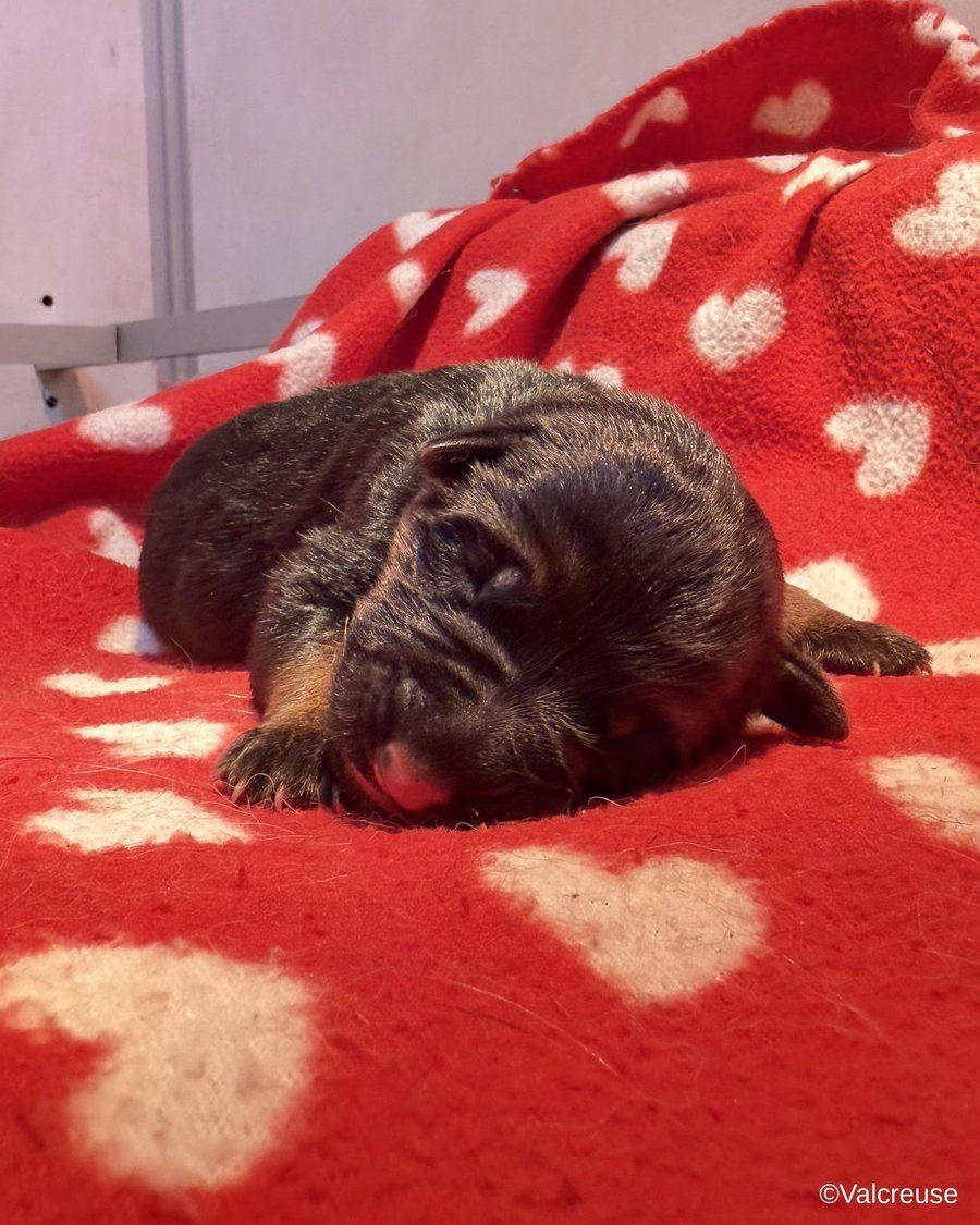 Du val de la petite creuse - Chiots disponibles - Berger Allemand