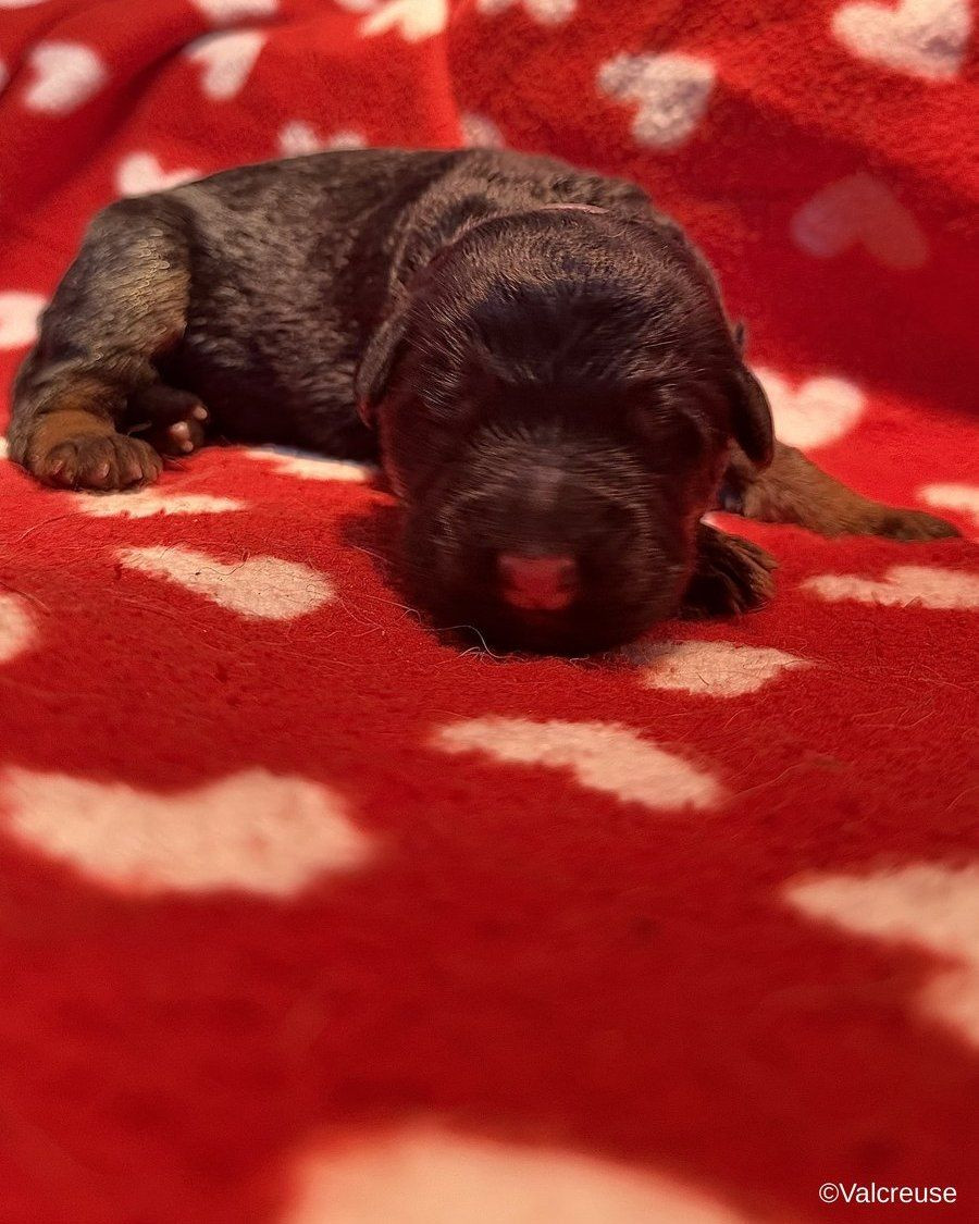 Du val de la petite creuse - Chiots disponibles - Berger Allemand