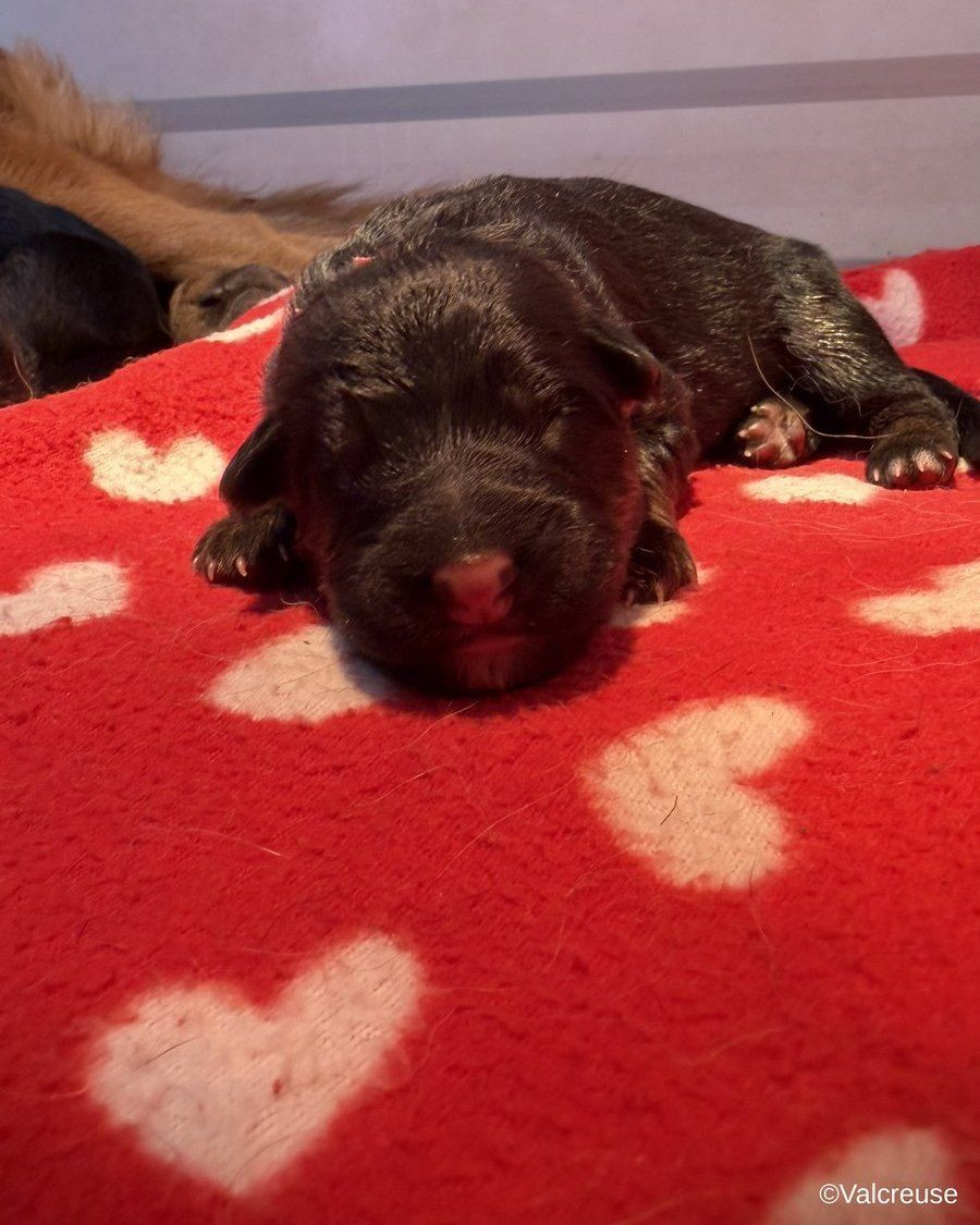 Du val de la petite creuse - Chiots disponibles - Berger Allemand
