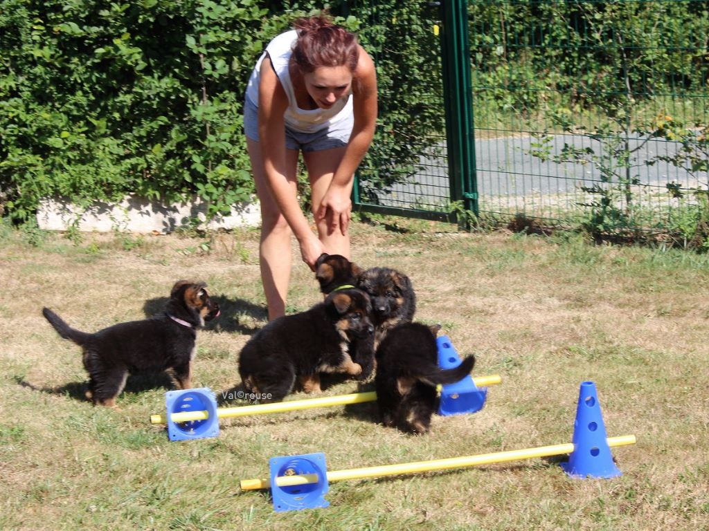Chiot Berger Allemand Du val de la petite creuse
