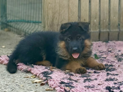 Bacci