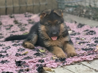 Bohème