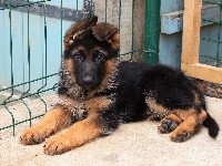 Otto
